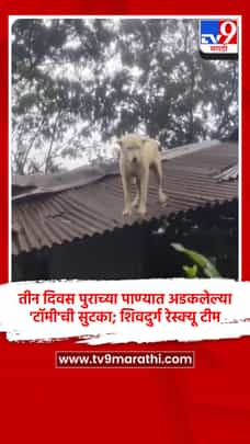 तीन दिवस पुराच्या पाण्यात अडकलेल्या 'टॉमी'ची सुटका; शिवदुर्ग रेस्क्यू टीम-1713458