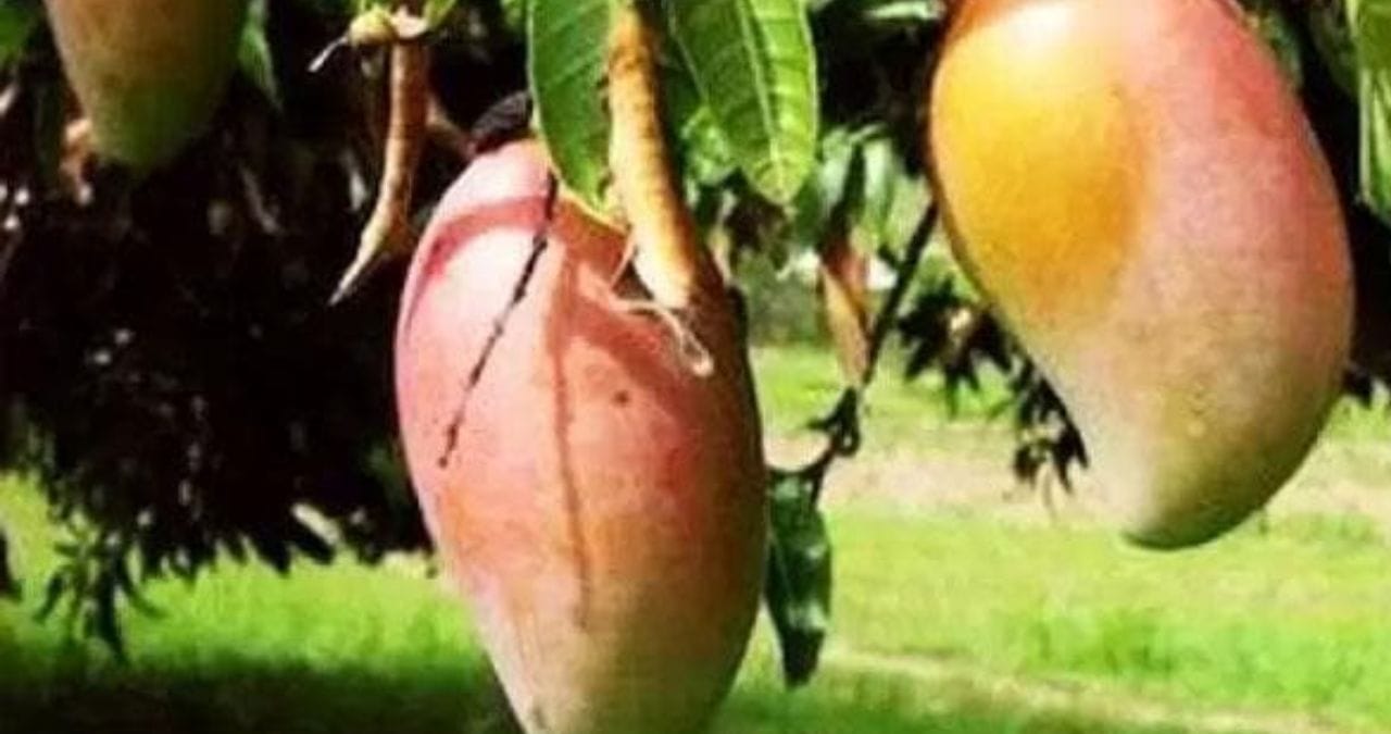 तोतापुरी आंबा हा वेगवेगळ्या नावाने ओळखला जातो. लांब आकार आणि पोपटाच्या चोचीसारखे टोकदार नाकामुळे या आंब्याला तोतापुरी बोलले जाते.