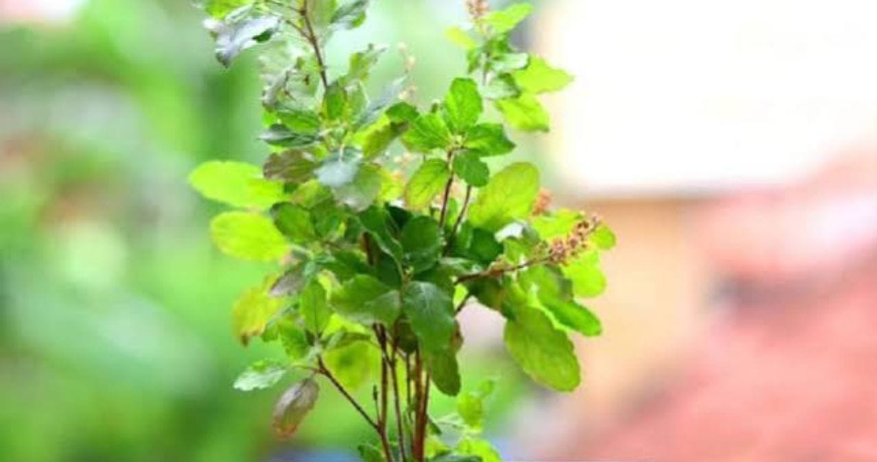 झाडाला अपुरा सूर्यप्रकाश आणि जास्त पाणी दिल्यास कीड लागण्याची शक्यता बळावते. यामुळे झाडाची वाढ देखील खुंटण्याची शक्यता असते.