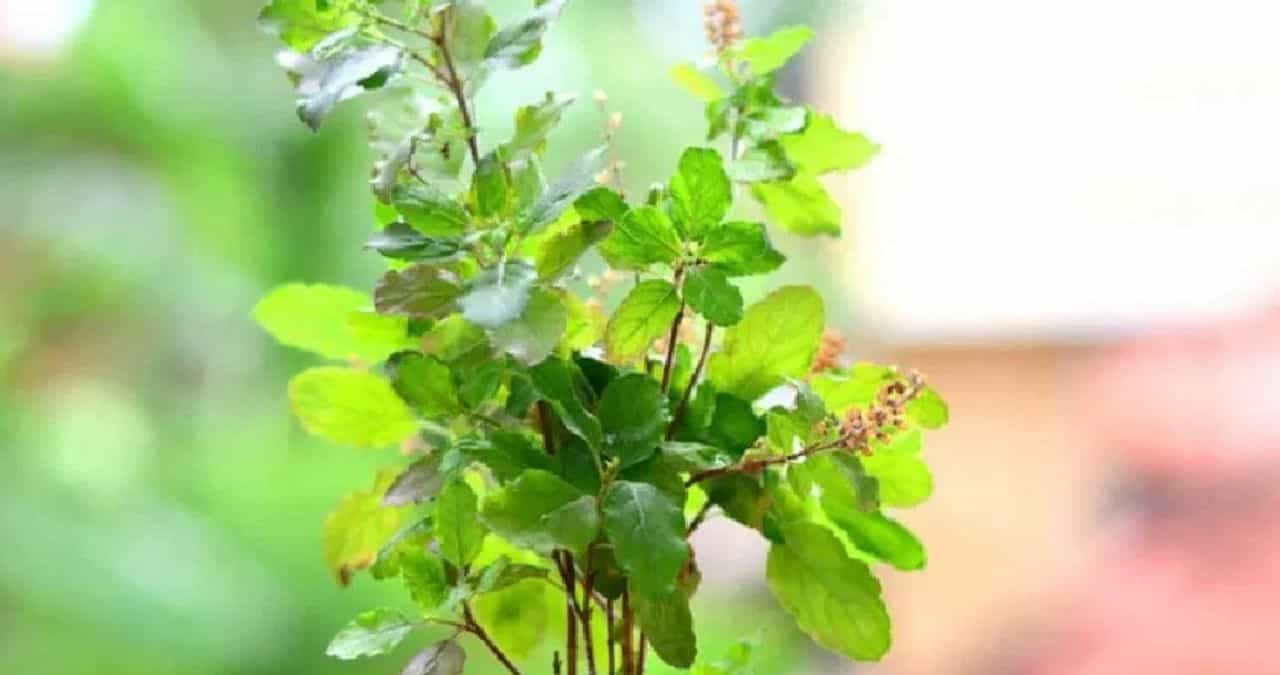 अनेकदा तुळशीच्या झाडांना कीड लागल्याचे पाहिलं असेल. अनेकदा तुळशीची पाने पिवळी झालेली पाहायला मिळतात. तर काही पानांना छिद्र पडल्याचेही दिसून येते.