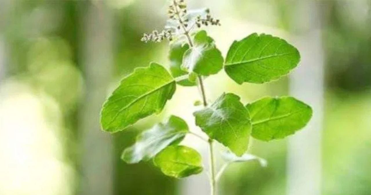 एका ग्लासमध्ये पाणी घ्या. त्यानंतर त्यात कापूर घालून पूर्णपणे विरघळू द्यावे. आता त्यात गूळ आणि हळद मिसळू द्यावे. तयार झालेले द्रावण रोपाच्या मूळाभोवती ओता. आठवड्यात एकदा ओतल्यास पुरसे आहे.