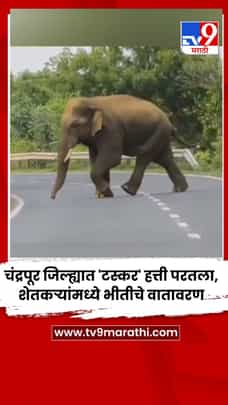 चंद्रपूर जिल्ह्यात 'टस्कर' हत्ती परतला, शेतकऱ्यांमध्ये भीतीचे वातावरण-1716602