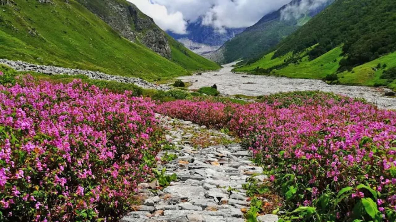 उत्तराखंडच्या चमोली येथील व्हॅली ऑफ फ्लॉवर्स नॅशनल पार्क देखील रंगीबेरंगी फुलांसाठी फेमस आहे.