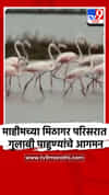 माहीमच्या मिठागर परिसरात गुलाबी पाहुण्यांचे आगमन