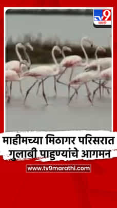 माहीमच्या मिठागर परिसरात गुलाबी पाहुण्यांचे आगमन-1705566
