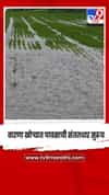 सांगली - वारणा खोऱ्यात पावसाची संततधार सुरूच, अनेक छोटे बंधारे गेले पाण्याखाली
