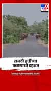 गडचिरोली-छत्तीसगड राष्ट्रीय महामार्गावर रानटी हत्तींच्या कळपाची दहशत