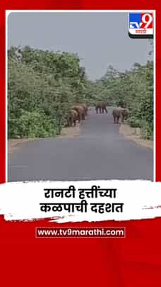 गडचिरोली-छत्तीसगड राष्ट्रीय महामार्गावर रानटी हत्तींच्या कळपाची दहशत-1710442