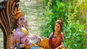 योगिनी एकादशीनिमित्त तुळशीचे हे उपाय, सुख आणि समृद्धीचे उघडतील दरवाजे.