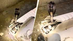 टॉयलेट सीटखाली लपला होता ६ फूटाचा कोब्रा,सीट तोडताच फुत्कार करत बाहेर आला..