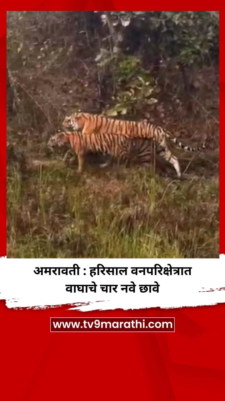 अमरावती : हरिसाल वनपरिक्षेत्रात वाघाचे चार नवे छावे-1737860