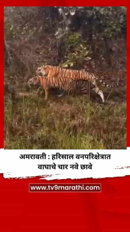 अमरावती : हरिसाल वनपरिक्षेत्रात वाघाचे चार नवे छावे-1737860