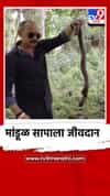 अमरावती शहरातील अर्जुननगरात मांडूळ सापाला जीवदान