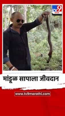 अमरावती शहरातील अर्जुननगरात मांडूळ सापाला जीवदान-1728005