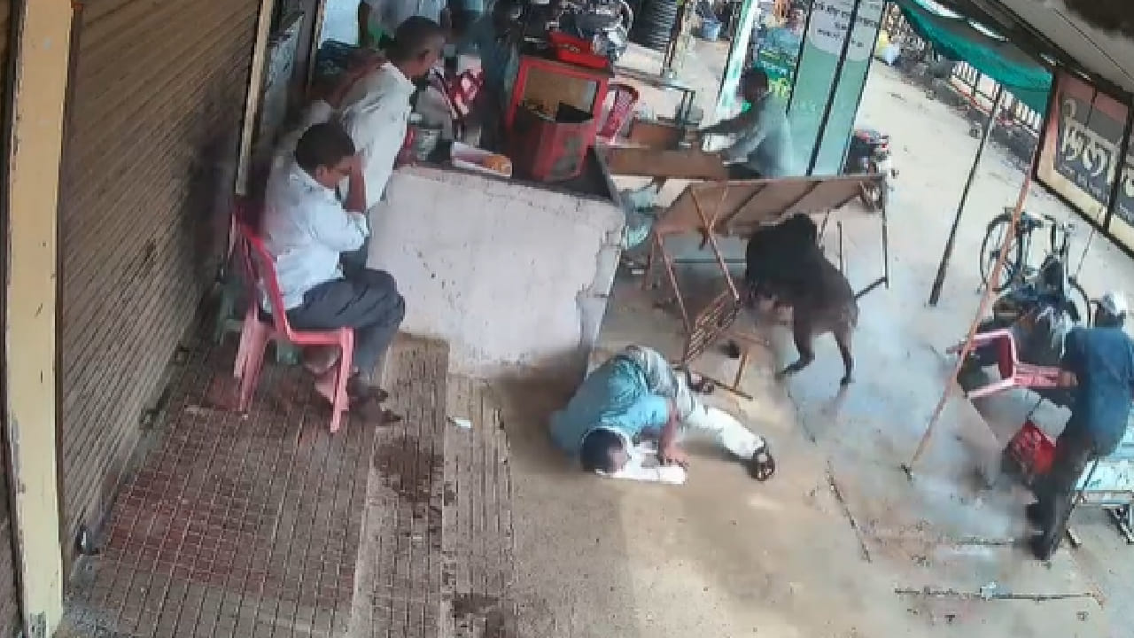 याच दरम्यान रानडुकराने थेट शालिक भुरे (वय 60) यांच्यावर हल्ला चढवला. या हल्ल्यात ते गंभीर जखमी झाले. उपस्थित नागरिकांनी आरडाओरड करत रानडुकराला हुसकावून लावण्याचा प्रयत्न केला. त्यामुळे रानडुक्कर तेथून पळून गेले.