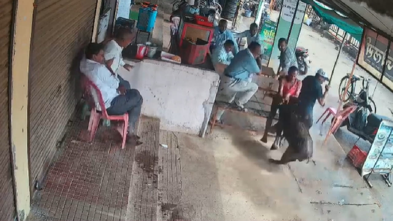 सकाळच्या वेळेत ग्राहक नाश्ता आणि चहा घेत बसले असताना अचानक एक रानटी डुक्कर सैरावैरा पळत दुकानात शिरले. या अनपेक्षित प्रकारामुळे दुकानात एकच गोंधळ उडाला आणि ग्राहकांनी जीव वाचवण्यासाठी धावाधाव केली.