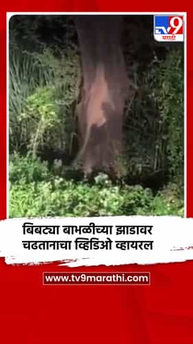 बिबट्या बाभळीच्या झाडावर चढतानाचा व्हिडिओ व्हायरल