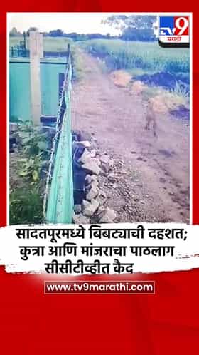 सादतपूरमध्ये बिबट्याची दहशत; कुत्रा आणि मांजराचा पाठलाग सीसीटीव्हीत कैद