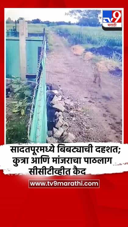 सादतपूरमध्ये बिबट्याची दहशत; कुत्रा आणि मांजराचा पाठलाग सीसीटीव्हीत कैद-1737104