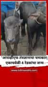 आयव्हीएफ तंत्रज्ञानाचा करिष्मा; एकाचवेळी 4 रेडकांचा जन्म