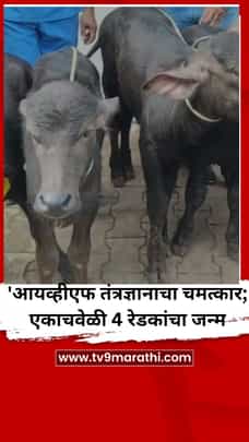 आयव्हीएफ तंत्रज्ञानाचा करिष्मा; एकाचवेळी 4 रेडकांचा जन्म-1731822