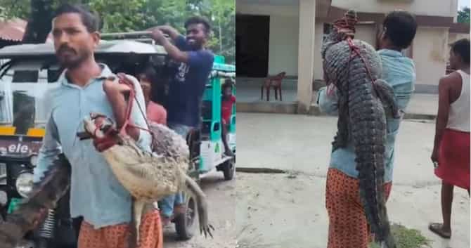 काय सांगता? शेतात अचानक मगरीची एन्ट्री, शेतकऱ्याने थेट खांद्यावर उचलली अन् पोलीस ठाण्यात पोहोचला, VIDEO व्हायरल