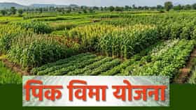 पीक विमा योजनेबाबत मोठी अपडेट! अर्ज करण्याची मुदत वाढवली.