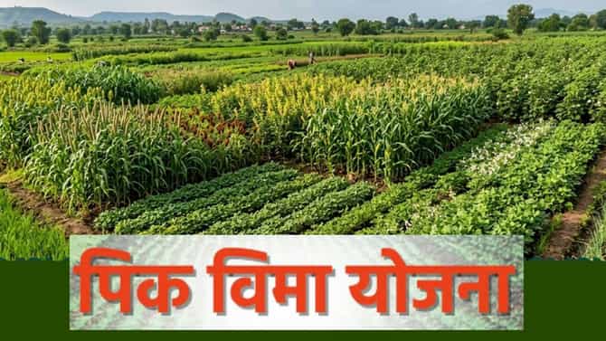 Crop Insurance: पीक विमा योजनेबाबत मोठी अपडेट! अर्ज करण्याची मुदत वाढवली, नवीन तारीख काय?