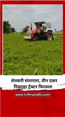 कोथिंबिरीला कवडीमोल भाव, शेतकऱ्याने तीन एकर पिकावर ट्रॅक्टर फिरवला