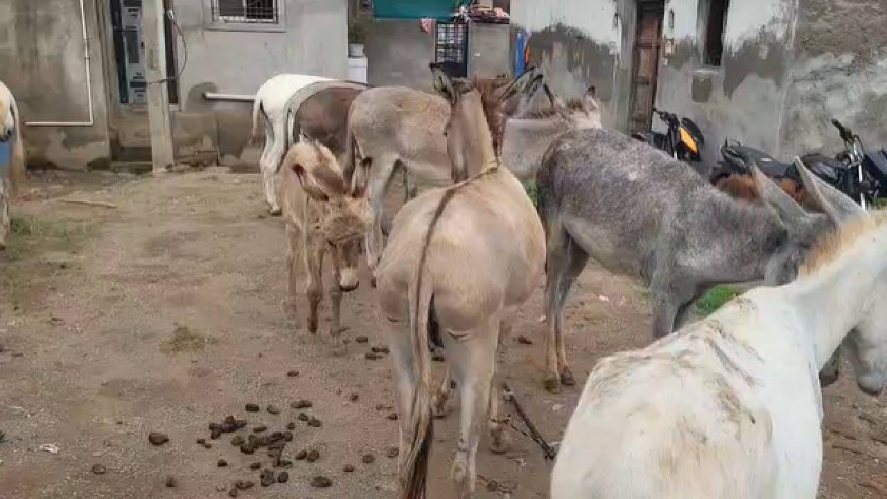 या घटनेनंतर परिसरातील गाढव मालकांमध्ये भीतीचे वातावरण निर्माण झाले असून, अनेकांनी आपली गाढवे आता घरासमोरच बांधून ठेवण्यास सुरुवात केली आहे.