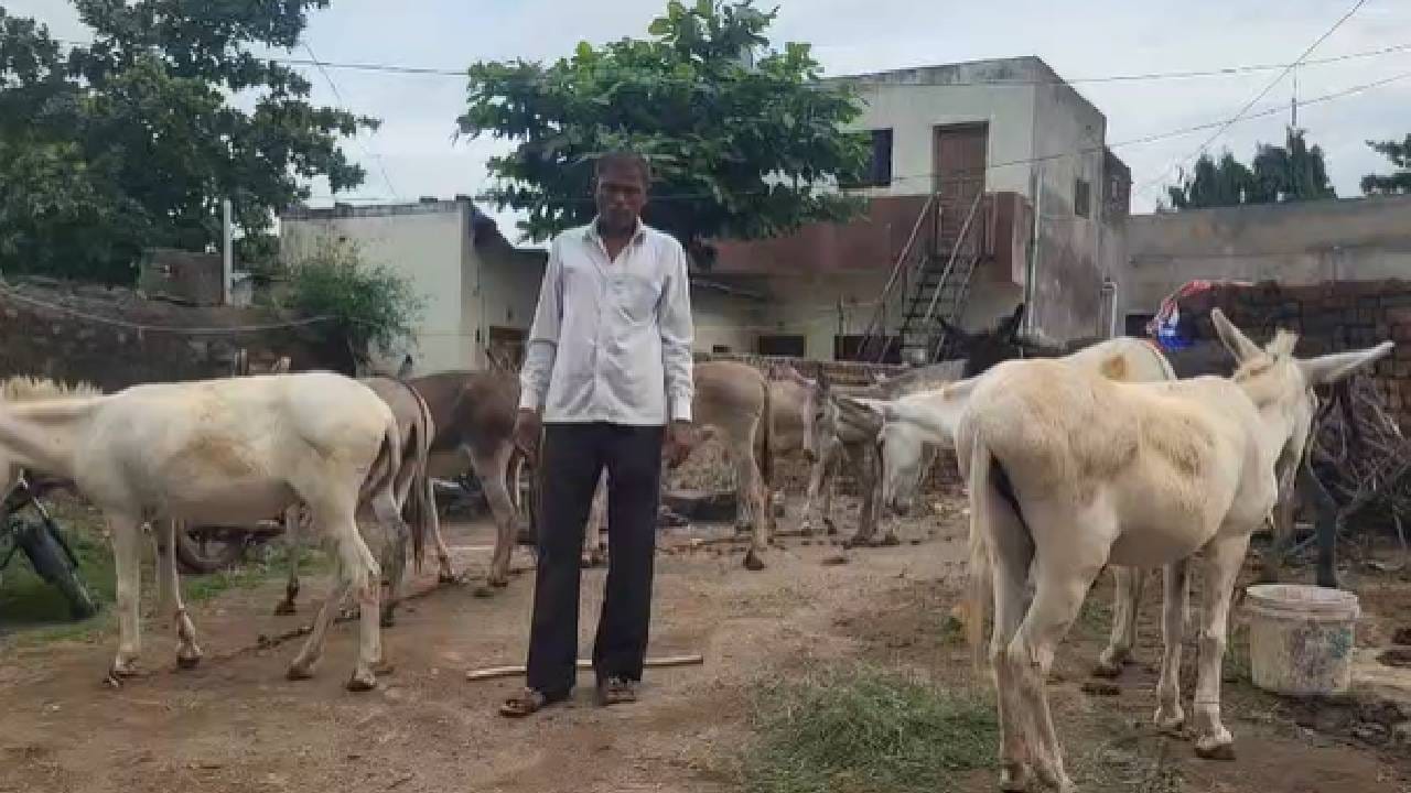 चोरी झालेल्या गाढवांची अंदाजे किंमत सुमारे 5 लाख रुपये असल्याचे सांगितले जात आहे. या घटनेमुळे संबंधित कुटुंबांच्या उदरनिर्वाहाचे प्रमुख साधनच हिरावले गेले असून पोलिसांनी तातडीने तपास करून चोरट्यांचा शोध घ्यावा आणि चोरीला गेलेली गाढवे परत मिळवून द्यावीत अशी मागणी गाढव मालकांनी केली आहे.