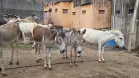 पैठणमध्ये मध्यरात्री 16 गाढवांची चोरी, मालकांची उडाली झोप, CCTV समोर.