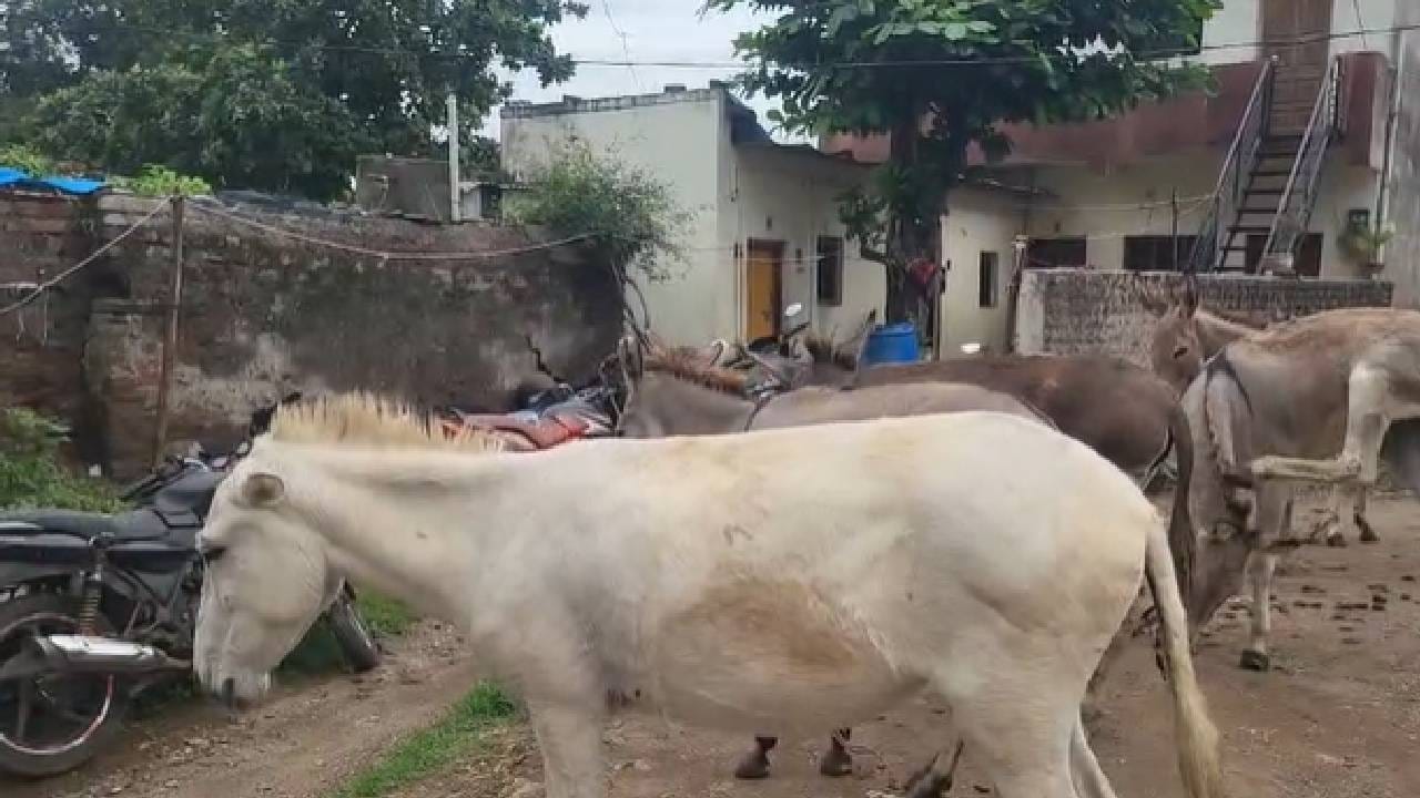 माती, वाळू आणि इतर बांधकाम साहित्याची वाहतूक करून उदरनिर्वाह करणाऱ्या कुंभार समाजातील कुटुंबांची ही गाढवे चोरीला गेली आहेत. गाढवांचा शोध घेत असताना मालकांना तहसील रोड परिसरातील सीसीटीव्ही फुटेज मिळाले. त्यामध्ये काही अज्ञात व्यक्ती आयशर प्रकारच्या मालवाहू वाहनात गाढवे भरताना दिसत आहेत.
