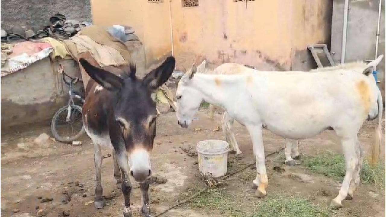 मात्र, वाहन अंधारात असल्याने त्याचा क्रमांक स्पष्ट दिसत नसल्यामुळे चोरट्यांची ओळख अद्याप पटलेली नाही. चोरी झालेल्या गाढवांमध्ये अंबादास छगन रोकडे यांची 5, रोहिदास सुभाष पंजावाले यांची 5, अक्षय सुभाष दिल्लीवाले यांची 3, विनोद बबन पंजावाले यांची 2 आणि अनिल भारत रोकडे यांचे 1 अशा एकूण 16 गाढवांचा समावेश आहे.