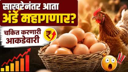 साखरेनंतर आता अंडे महागणार, इथेनॉलमुळे सामान्यांचे हाल; वाचा सविस्तर.