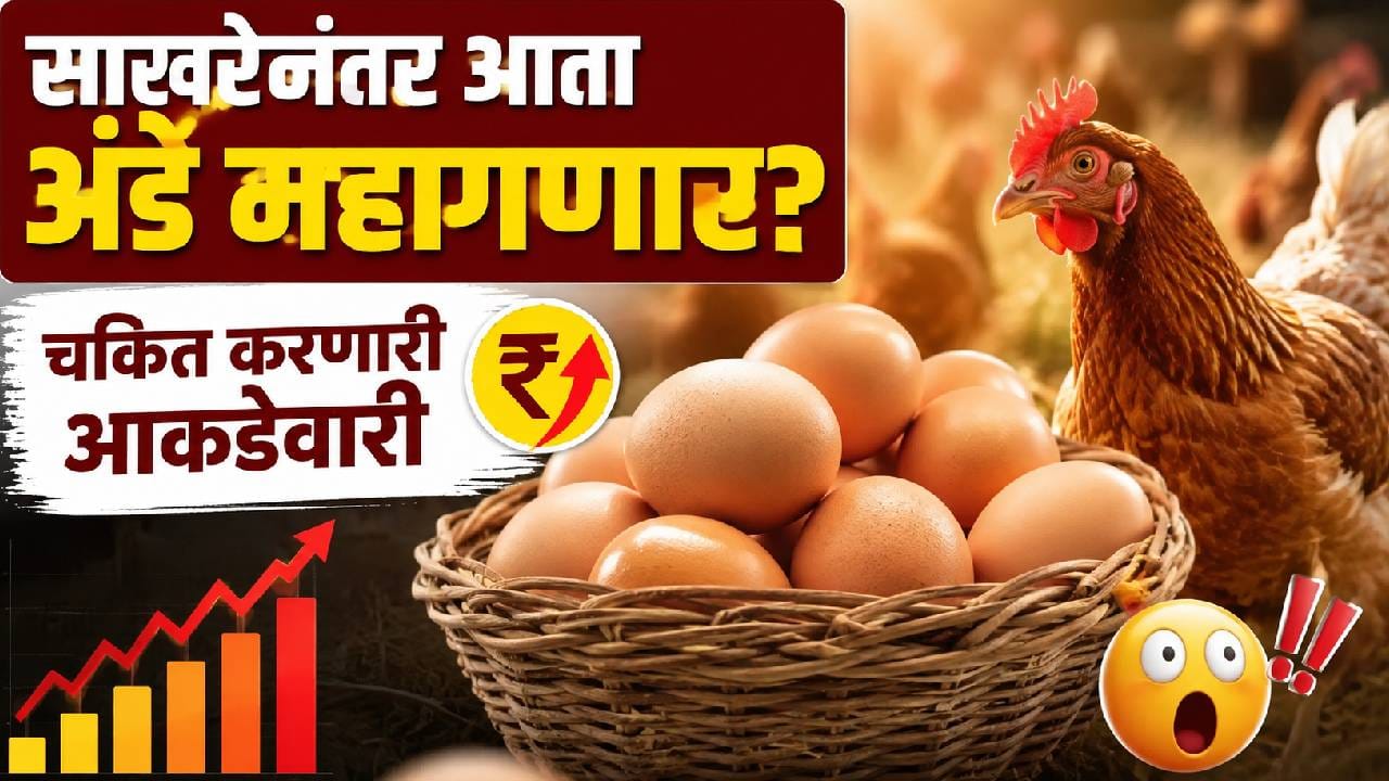 Eggs Price Hike : साखरेनंतर आता अंडे महागणार, इथेनॉलमुळे सामान्यांचे हाल; वाचा खिशाला किती झळ बसणार? Eggs Price Hike : साखरेनंतर आता अंडे महागणार, इथेनॉलमुळे सामान्यांचे हाल; वाचा खिशाला किती झळ बसणार?