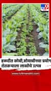 हळद पिकात कोबी आणि सोयाबीनचा प्रयोग, शेतकर्‍याला लाखोचे उत्पन्न