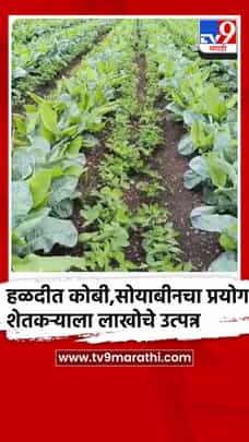 हळद पिकात कोबी आणि सोयाबीनचा प्रयोग, शेतकर्‍याला लाखोचे उत्पन्न-1728790