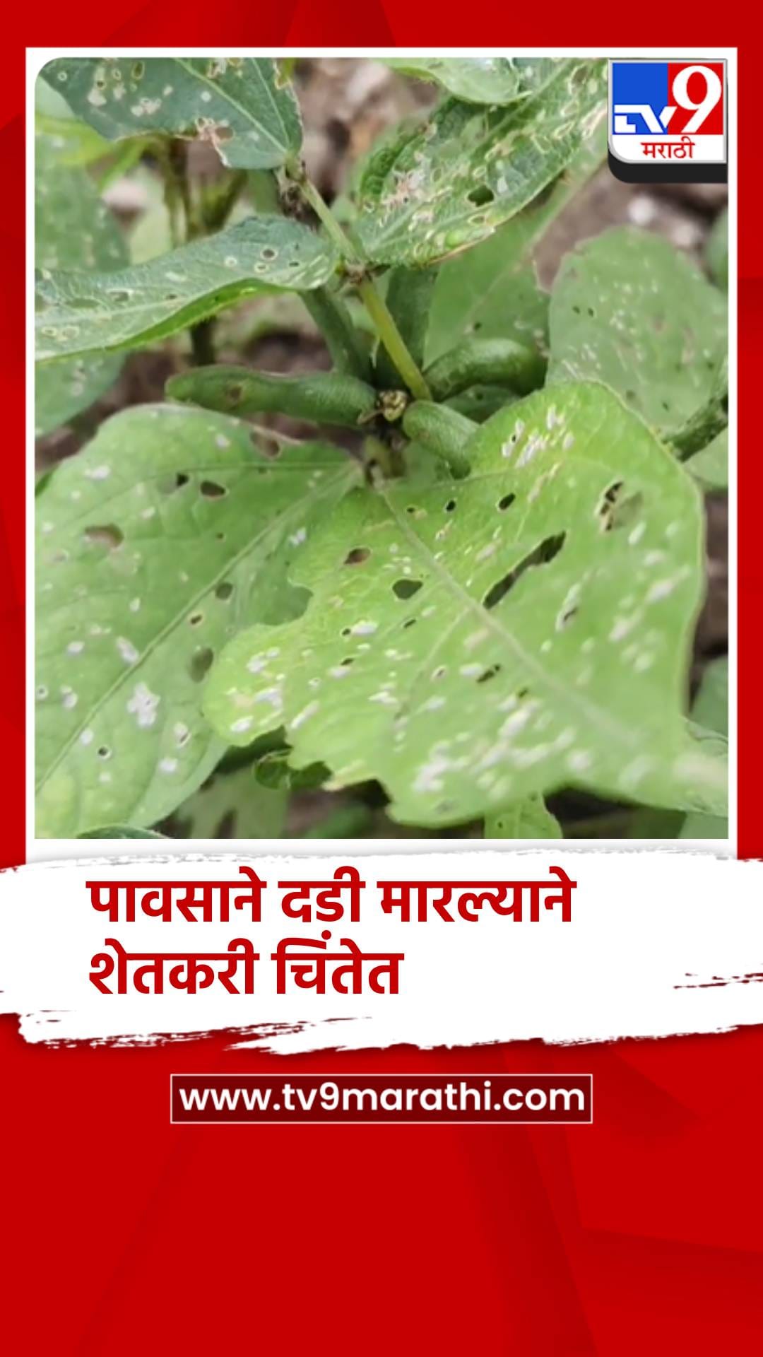 पंचवीस दिवसांपासून पावसाने दडी मारल्याने शेतकरी चिंतेत-1741897