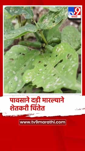 पंचवीस दिवसांपासून पावसाने दडी मारल्याने शेतकरी चिंतेत