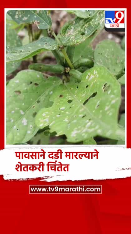पंचवीस दिवसांपासून पावसाने दडी मारल्याने शेतकरी चिंतेत-1741897