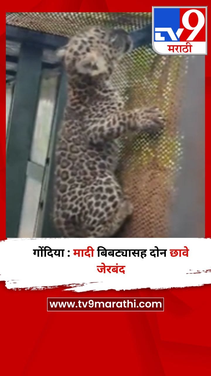गोंदिया : मादी बिबट्यासह दोन छावे जेरबंद-1731145