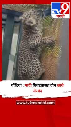 गोंदिया : मादी बिबट्यासह दोन छावे जेरबंद-1731145