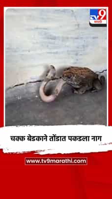 चक्क बेडकाने तोंडात पकडला नाग-1726642