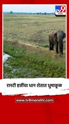 रानटी हत्तींचा धुडगूस, धान पिकांचे मोठे नुकसान-1730120