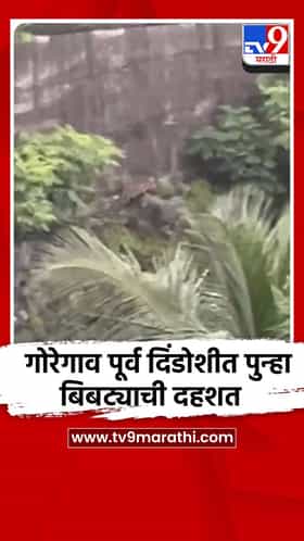 गोरेगाव पूर्व दिंडोशीत पुन्हा बिबट्याची दहशत