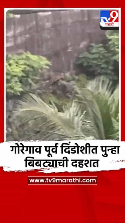 गोरेगाव पूर्व दिंडोशीत पुन्हा बिबट्याची दहशत-1744732