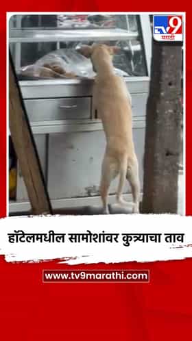 हॉटेलमधील सामोशांवर कुत्र्याचा ताव