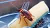 Cockroach: स्वयंपाक घरात झुरळांनी मांडलाय उच्छाद, हे 5 घरगुती पदार्थ वापरुन पाहा