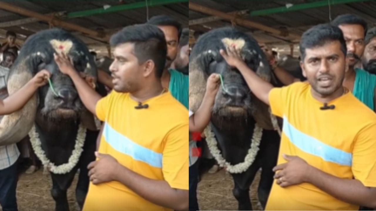प्रत्येकजण तिच्याकडे थांबून बघते होते. या म्हशीच्या मालकाने म्हटले की, या उत्साहात आम्ही फक्त ती पाहण्यासाठी ठेवली होती. आम्ही तिची किमत 5 लाख सांगितली होती.